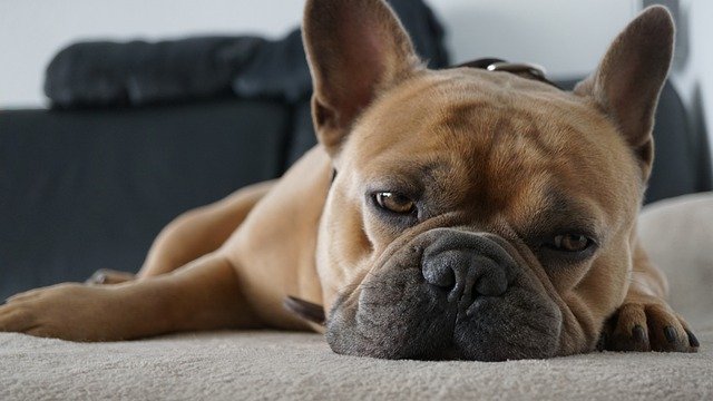 5 tips til hvordan du opretholder en sund og aktiv livsstil for din hund