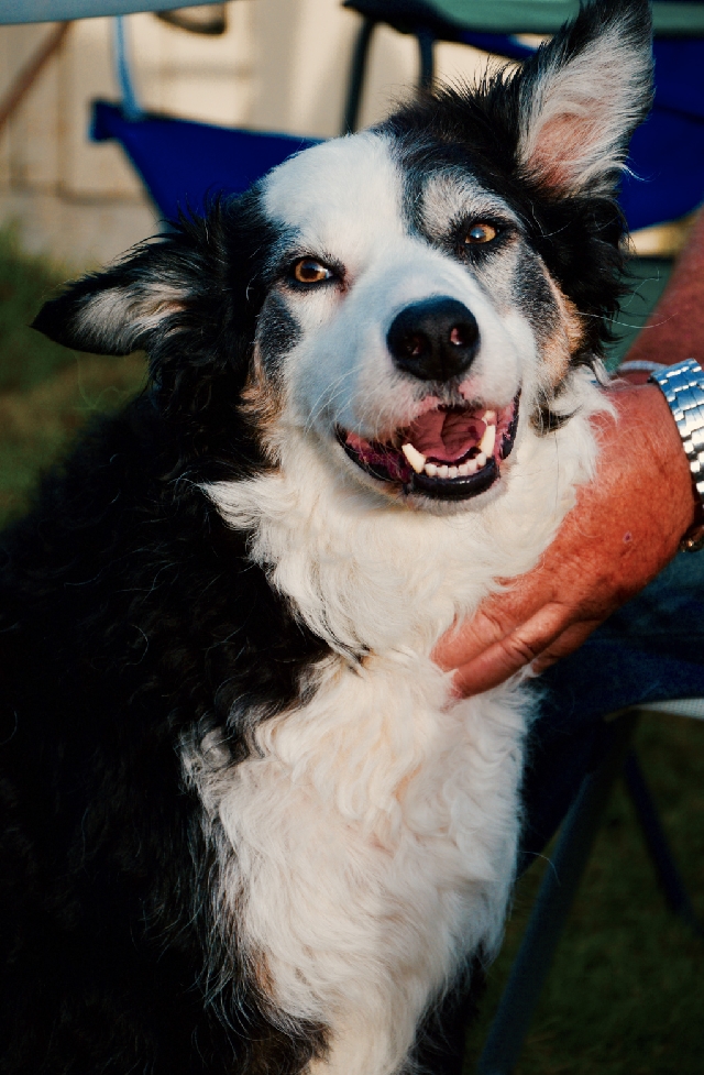 Få en sundere livsstil med en hund