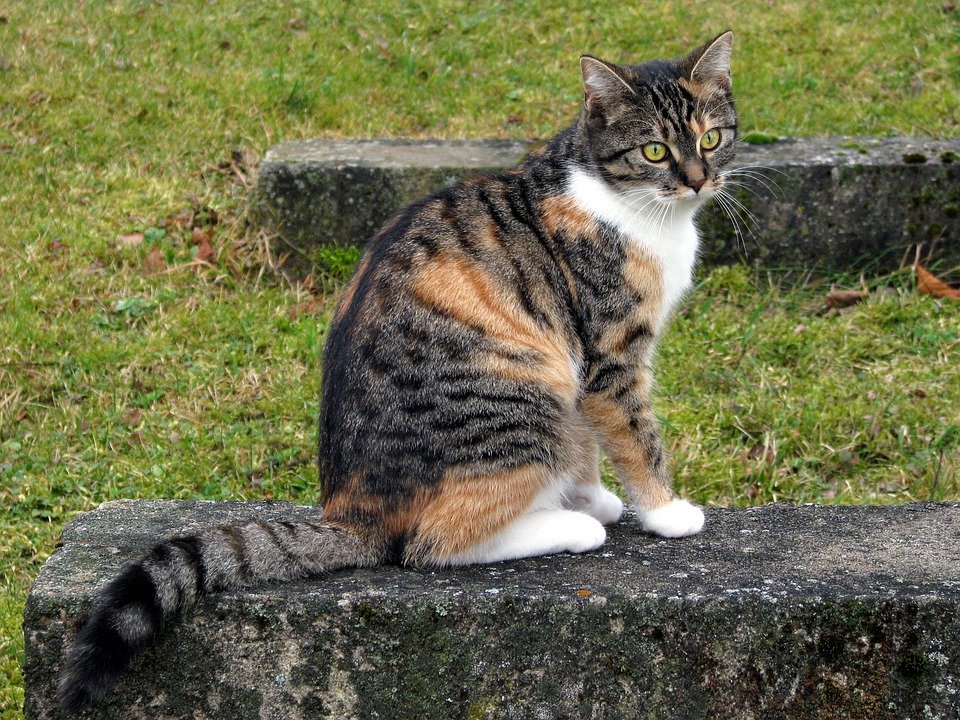 lucky-cat-3133592_960_720.jpg