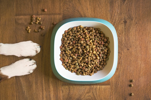 Disse ting elsker vi danskere at købe til vores hunde